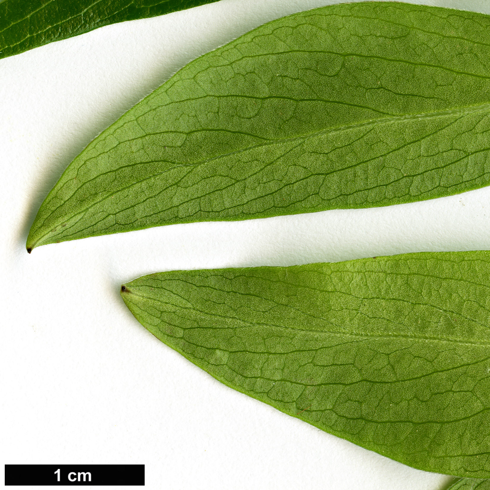 High resolution image: Family: Columelliaceae - Genus: Columellia - Taxon: oblonga - SpeciesSub: subsp. sericea